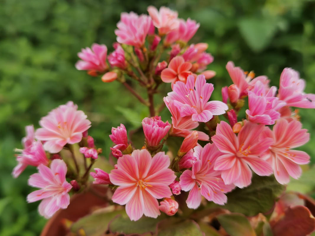 Lewisia cotyledon — formes orangées 12